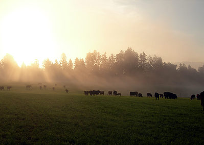 Angus Kühe auf der Weide im Morgennebel