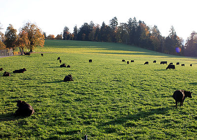 Angus -Kühe auf der Weide